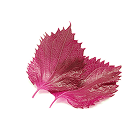 shiso